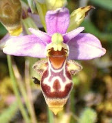Mini orquídia
