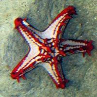 Red Pentaceraster Sea Star