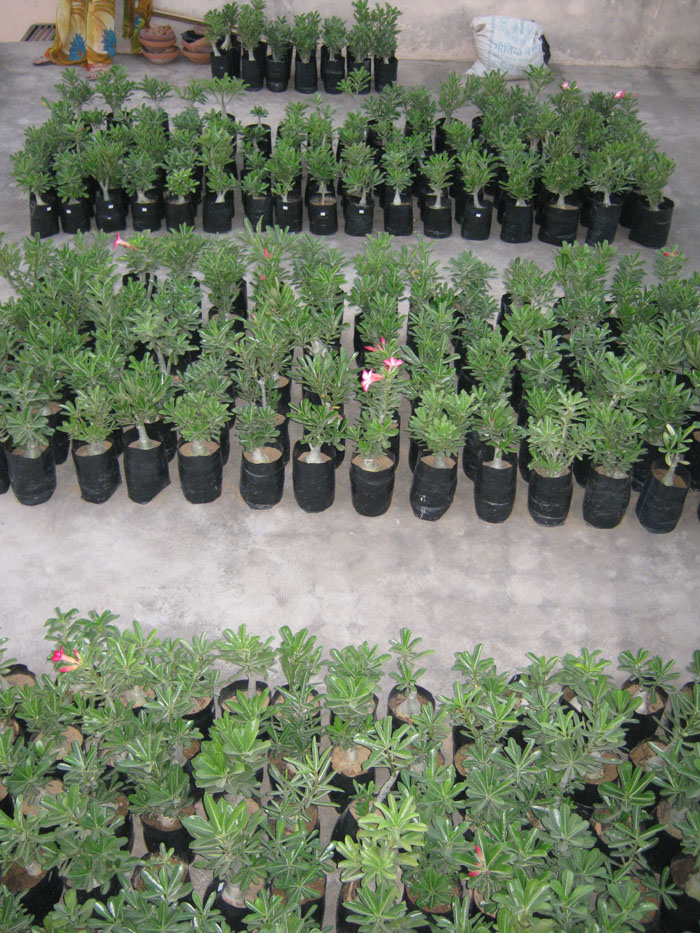 Wholesale Bonsai Plants Birthday Gift Party Wear Gift Art Plant Gift Bonsai Adenium Plant