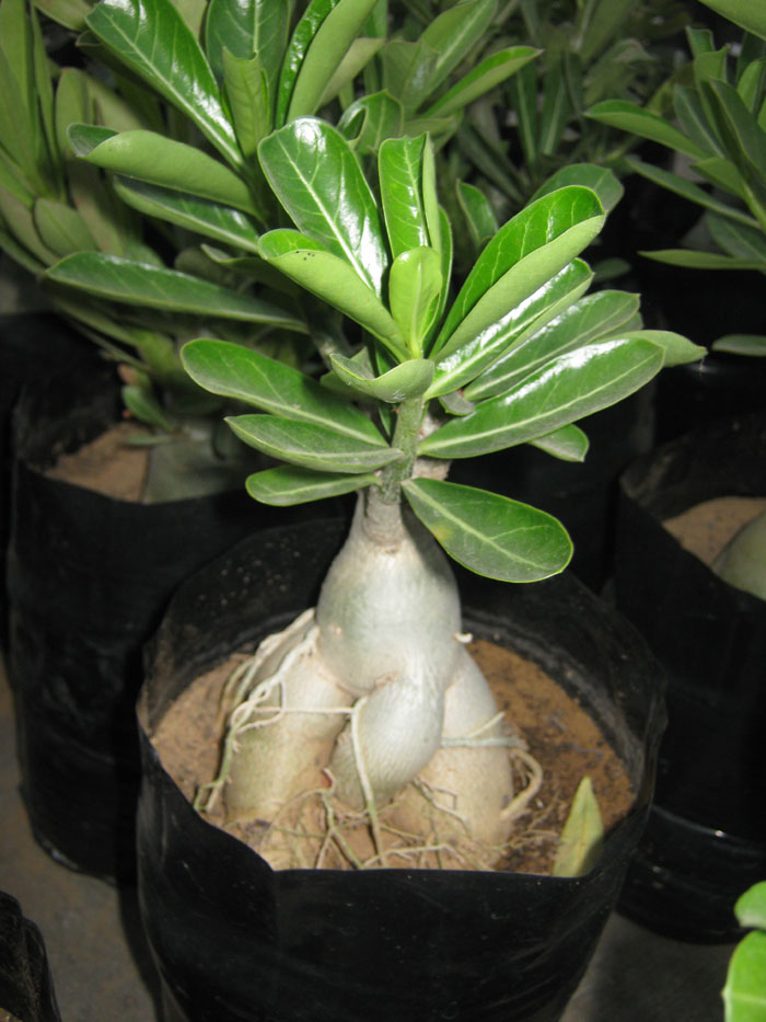 BONSAI PLANT JAIPUR RAJASTHAN INDIA Bonsai Adenium Plant