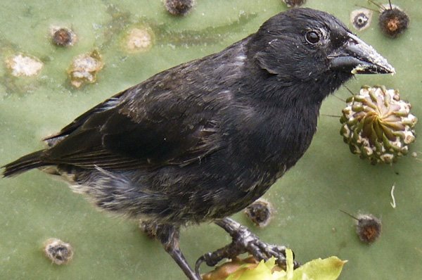 Los Pinzones de Darwin. - Foro Clima, Naturaleza, Ecologia y Medio Ambiente