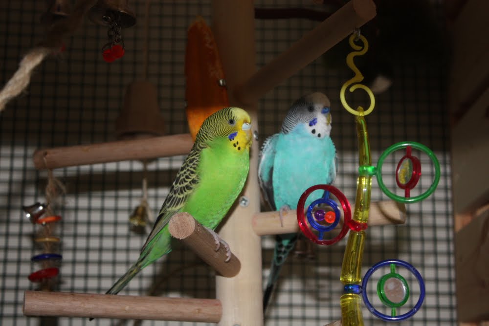 [birds-748917.JPG]