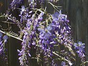 Purple Wisteria