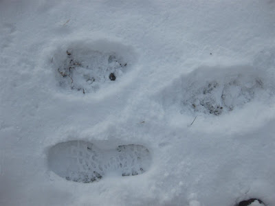 black bear tracks next to my footprint black bear tracks next to my footprint