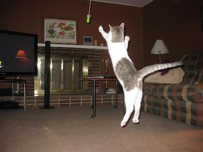 flying cat, kitten, jumping, string