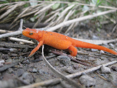 orange salamander, what is it, pennsylvania, cold weather, northern us orange salamander, what is it, pennsylvania, cold weather, northern ussalamander