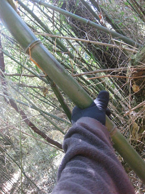 huge bamboo tree in west virginia, 2 inch trunk, forest huge bamboo tree in west virginia, 2 inch trunk, forest