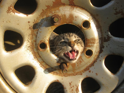 cat in a tire, stray cat, hiding, car