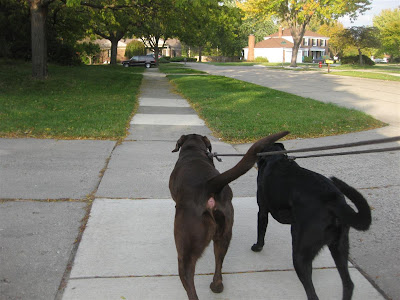 taking the dogs for a walk, labs