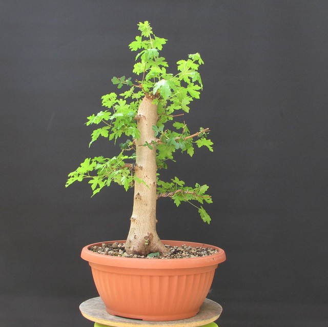 As minhas histórias e aventuras de Bonsai 15 dias depois