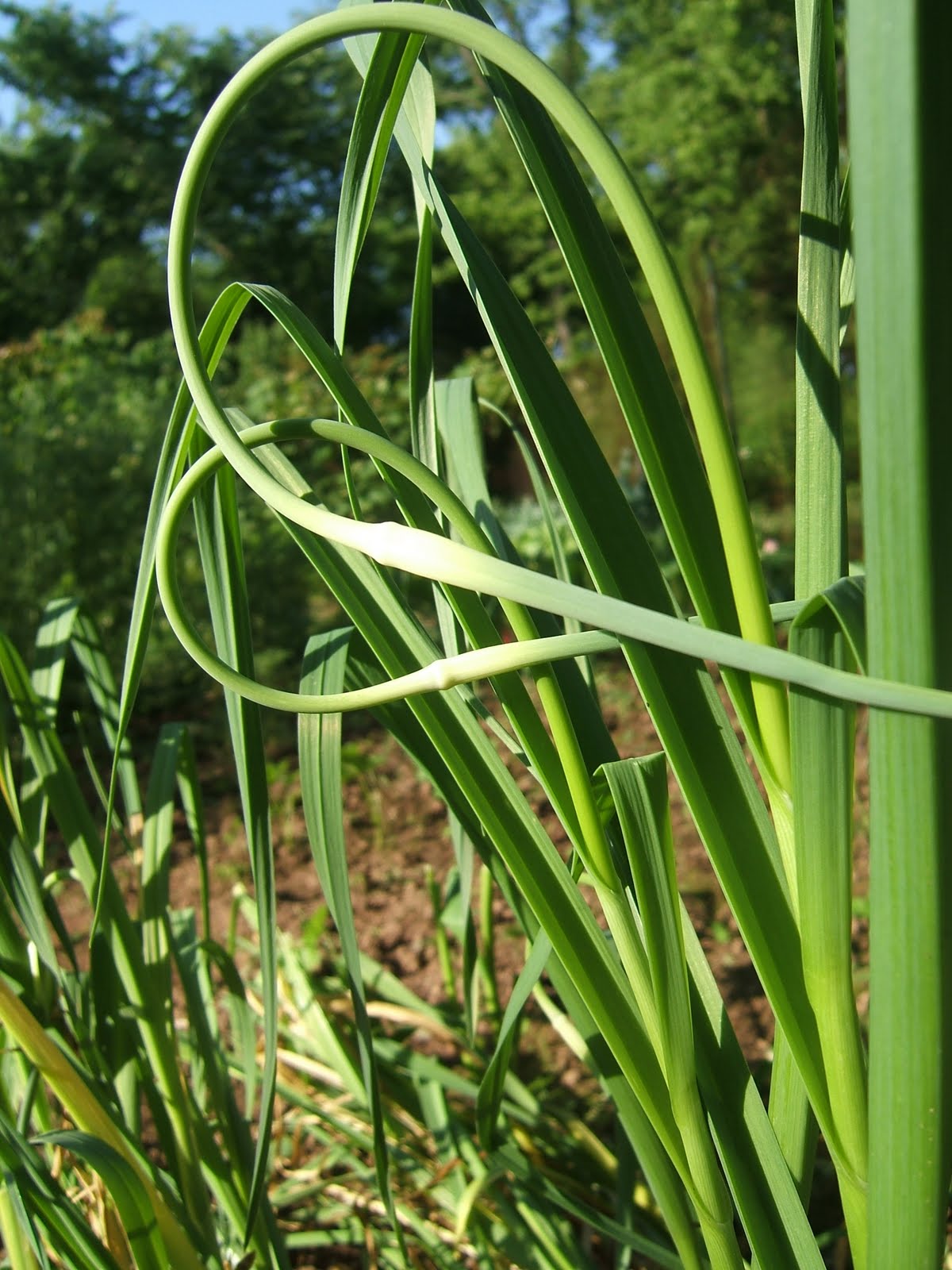 Sustainable in Montgomery Growing garlic