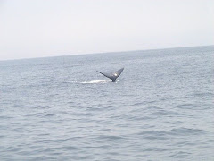Whalewatching