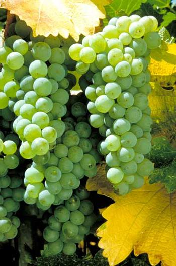 [sauvignon_blanc_white_grape_variety.jpg]
