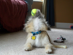 There can never be too many tennis balls!