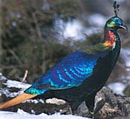 Peaceful Bird