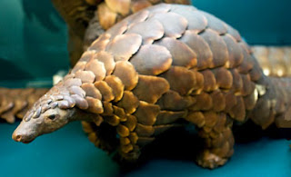 Pets Animals and Pet Birds: Pangolin, Indian Animal