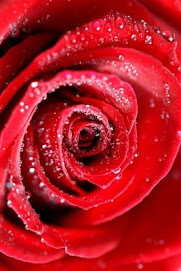 Roses Of Red....Or Of love!