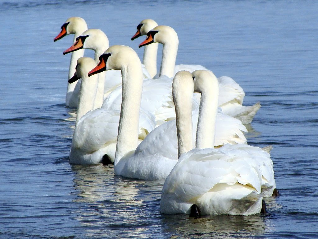 [line+of+swans.jpg]
