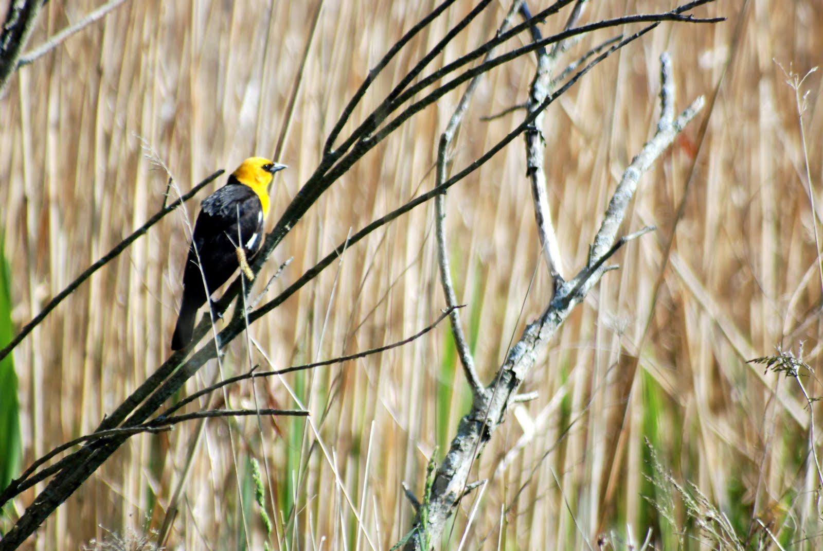 Scribblings from a Lab Notebook Tawas Point Birding Festival