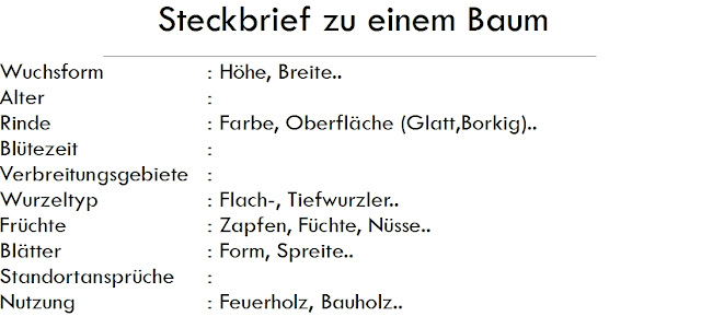 Steckbrief Baum Vorlage Steckbrief Baum Vorlage