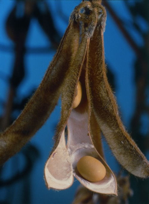 [leb-i+derya+soya.jpg]