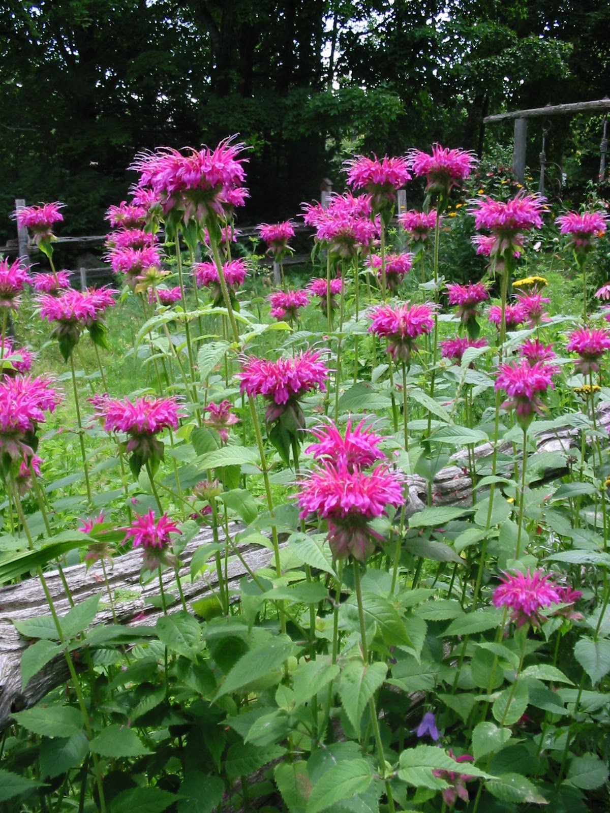 Bees Balm Flowers Pictures