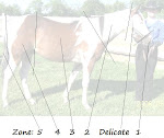 Zones of the Horse