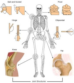 articulatiile anatomie