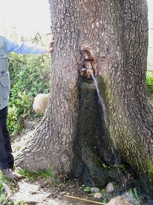 [Tree w-faucet grow in.jpg]