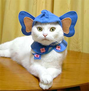 cat-costume.jpg