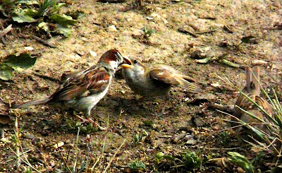 sparrow feeding young