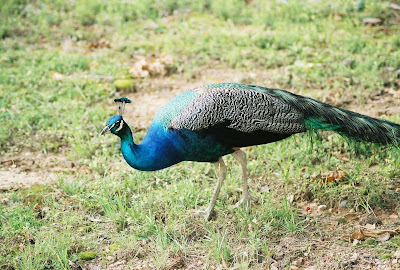 peacock on dry lawn