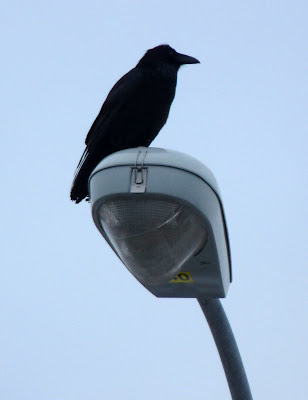 raven on lightpost