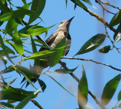 female red-shafted flicker