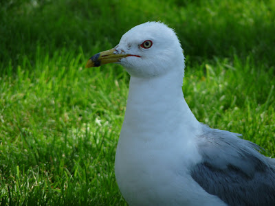 ring-billed gull CA