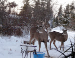 deer Dieter's pic