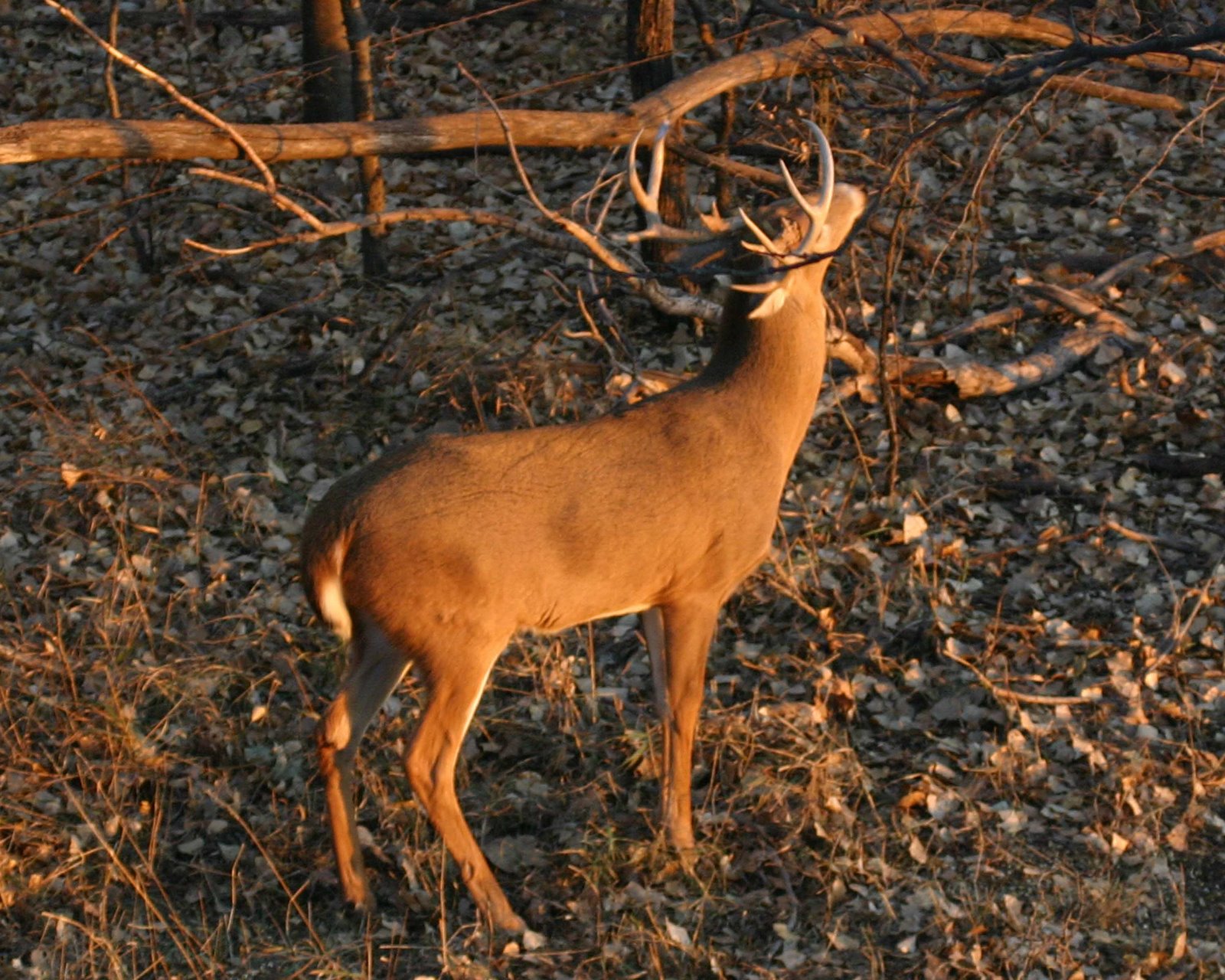 Campfire Camaraderie Kansas Whitetail
