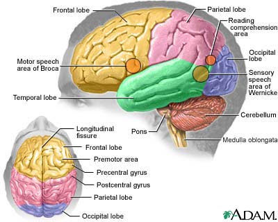which dedicated organ carries information to the brain for 2 out of 5 special senses? which dedicated organ carries information to the brain for 2 out of 5 special senses?