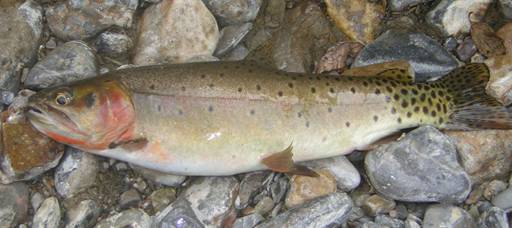 Bonneville Cutthroat Trout