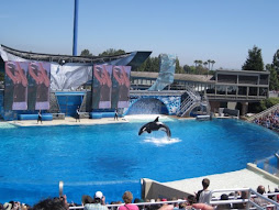 Shamu Show!
