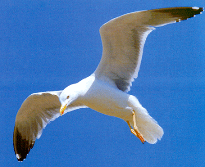 Gaivota