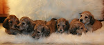 Aiello's Long Haired Dachshunds