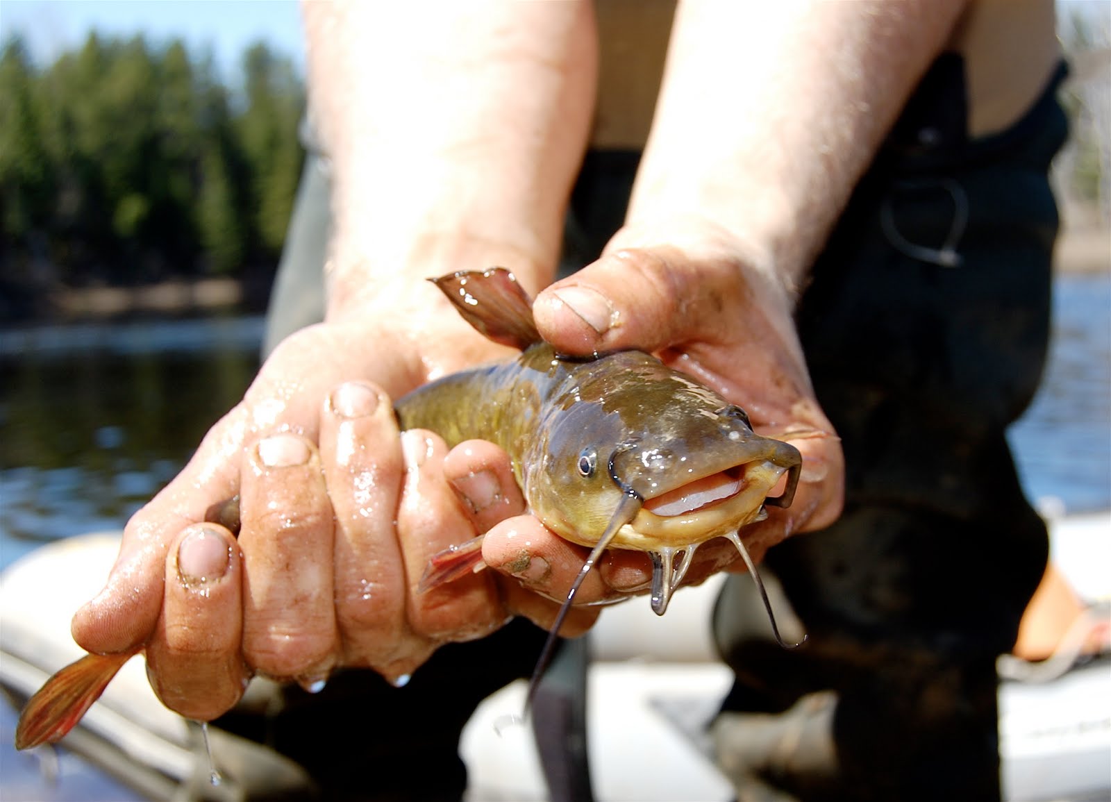 Comme un poisson dans l'eau en Abitibi: Ride sur la rivière Bourlamaque