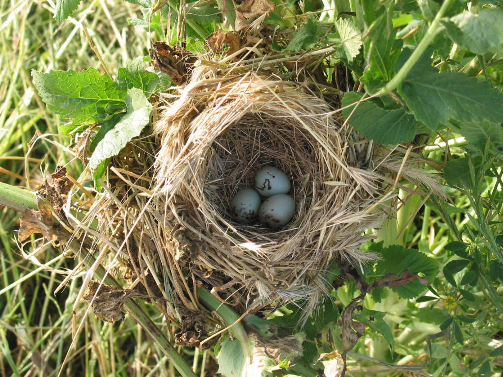 [bird+nest+059.jpg]