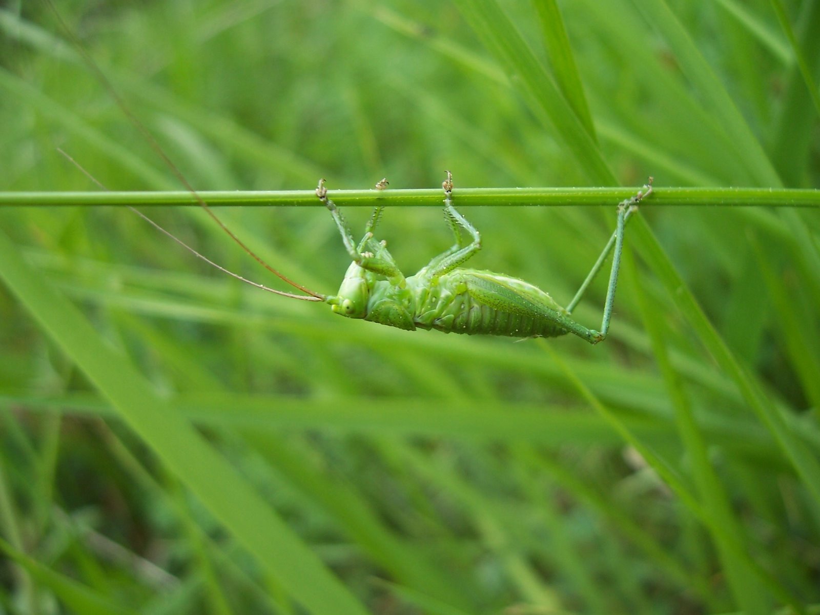 Petit Insecte Vert Fluo Qui Pique Images-Photos: Animaux