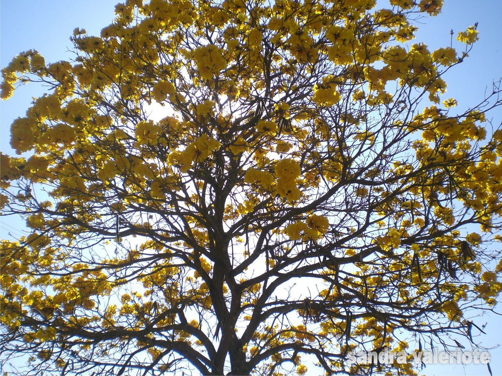 SÃO JOSÉ DE UBÁ RJ Ipê Amarelo SÃO JOSÉ DE UBÁ RJ Ipê Amarelo