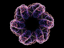 Donut Flower