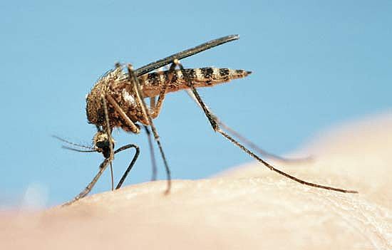 [mosquito_bites.jpg]