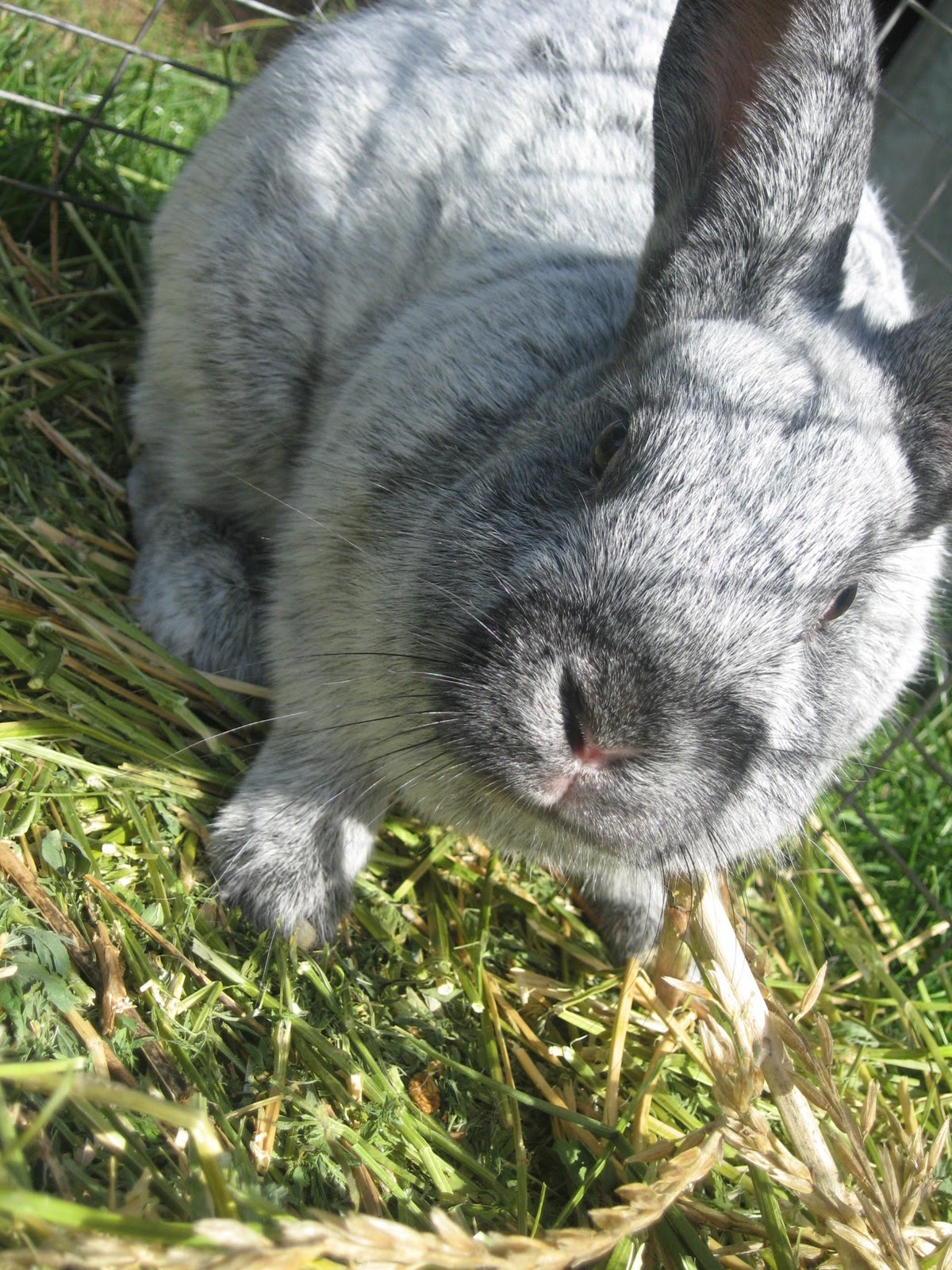 View topic - Rabbit Roleplay | Discussions and Forms - Chicken Smoothie