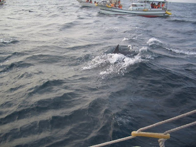 イルカの大群を船上から見学